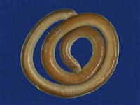 藏品(盲蛇)的圖片